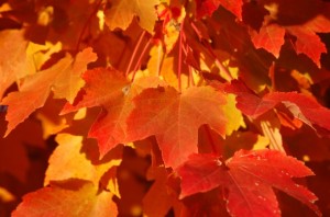 FallLeaves-590x391